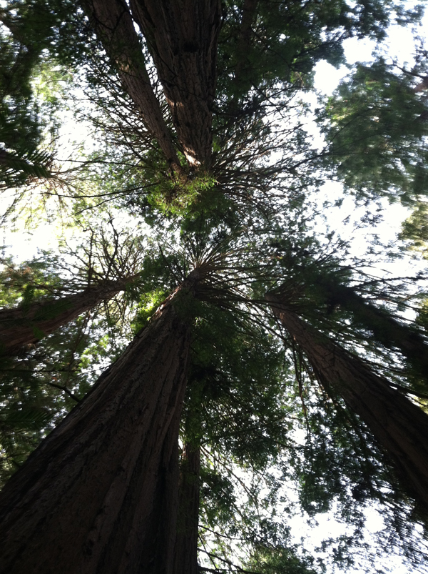 Secuoyas en Muir Woods